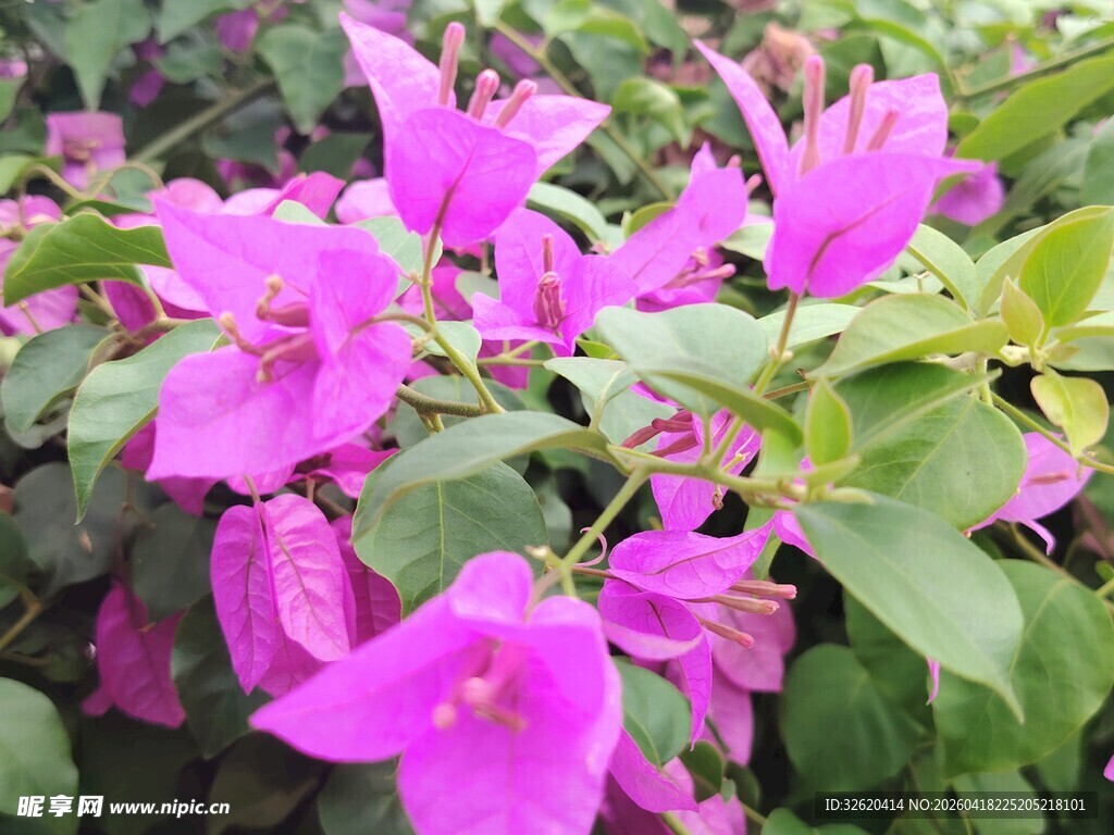 娇艳三角梅绽放生机