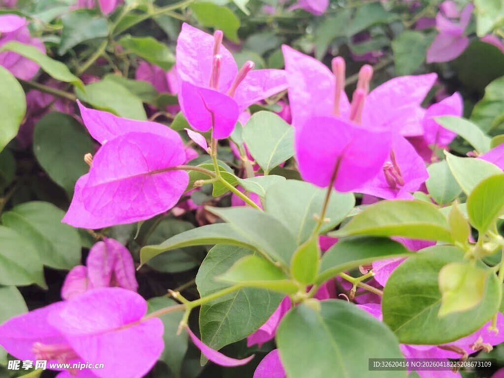 娇艳三角梅绽放