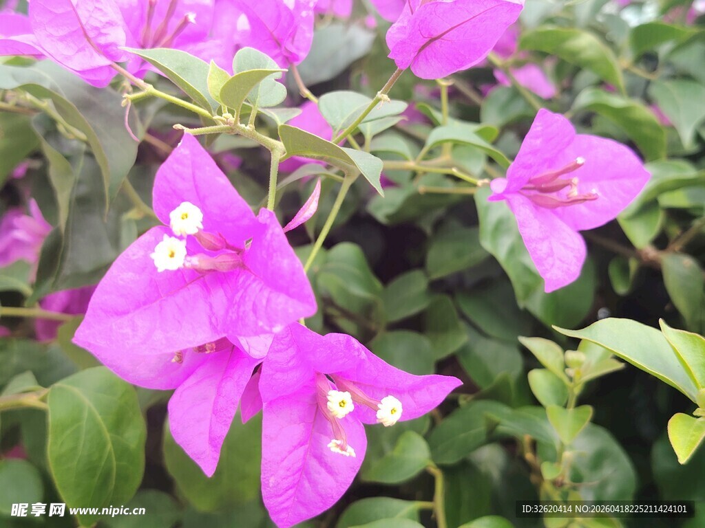 娇艳三角梅绽放