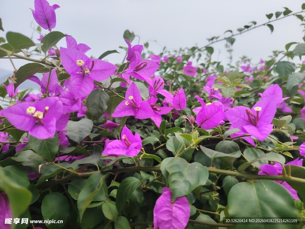 绽放的紫色三角梅