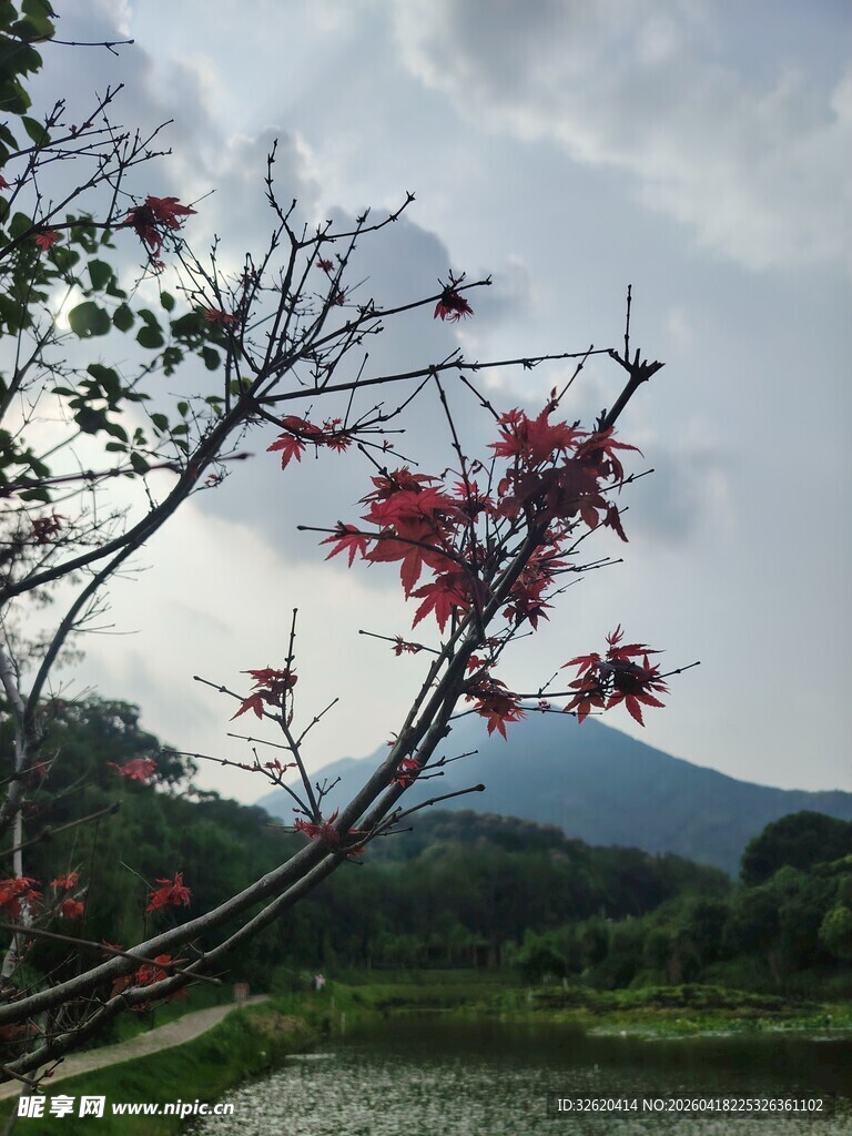 湖畔红枝映远山