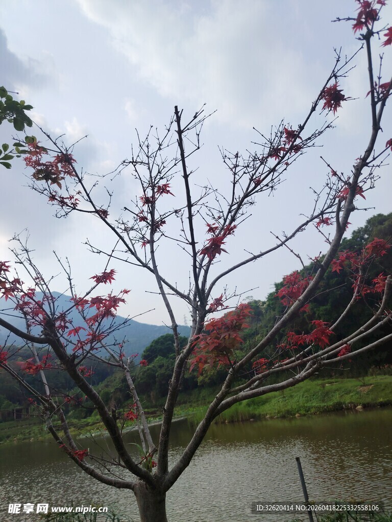 湖畔绽放的艳丽花枝