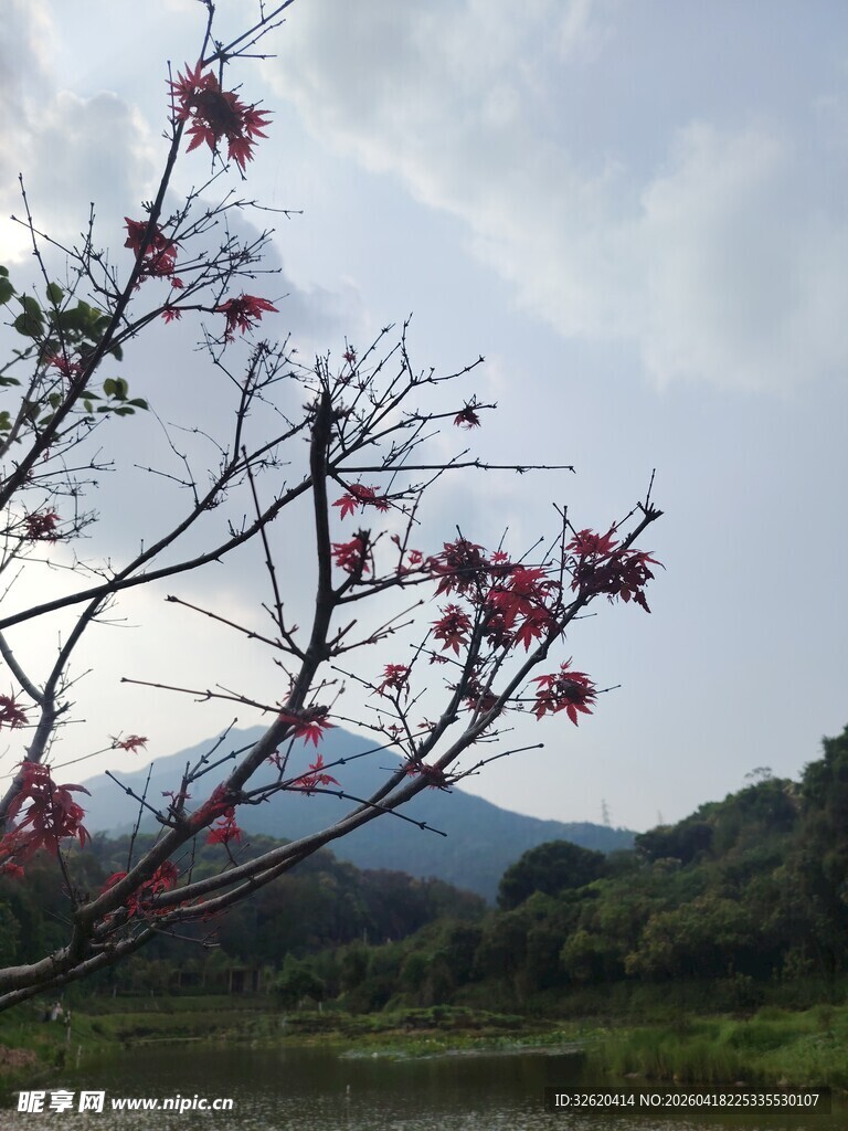 山间绽放的艳丽花枝