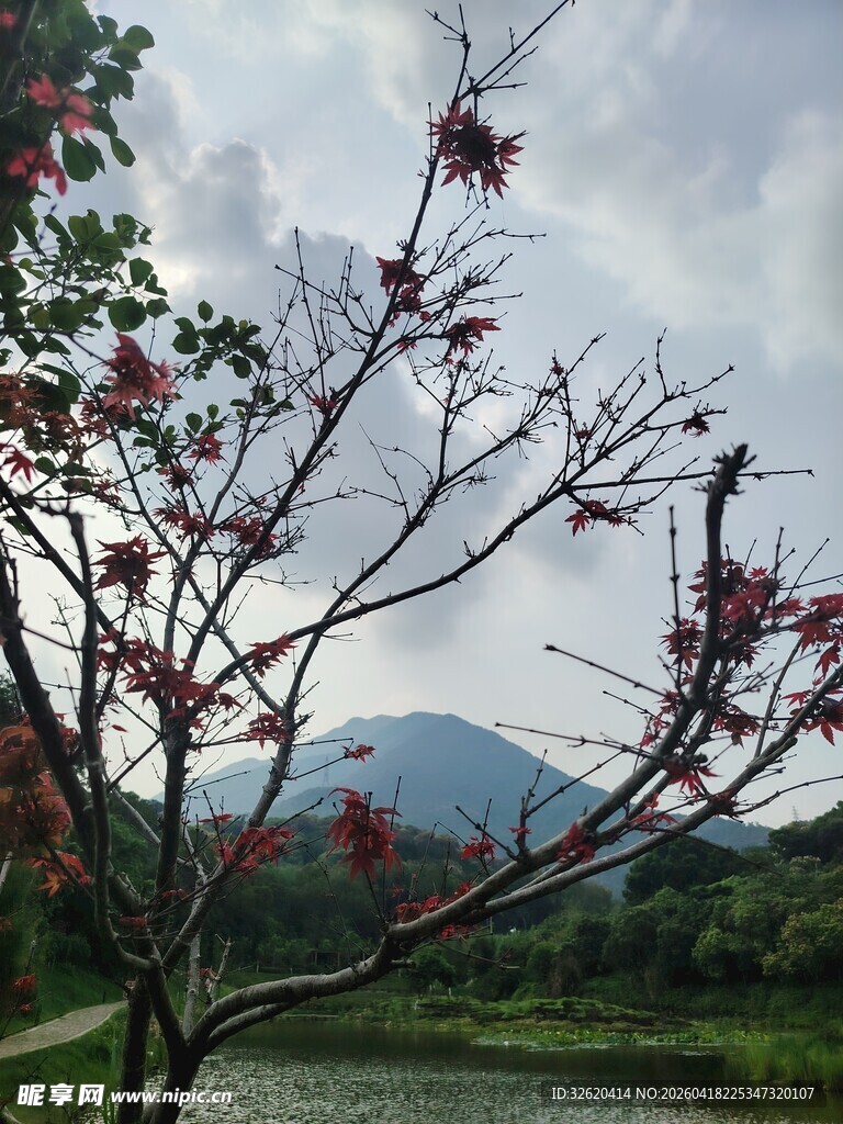 湖畔红枝映远山