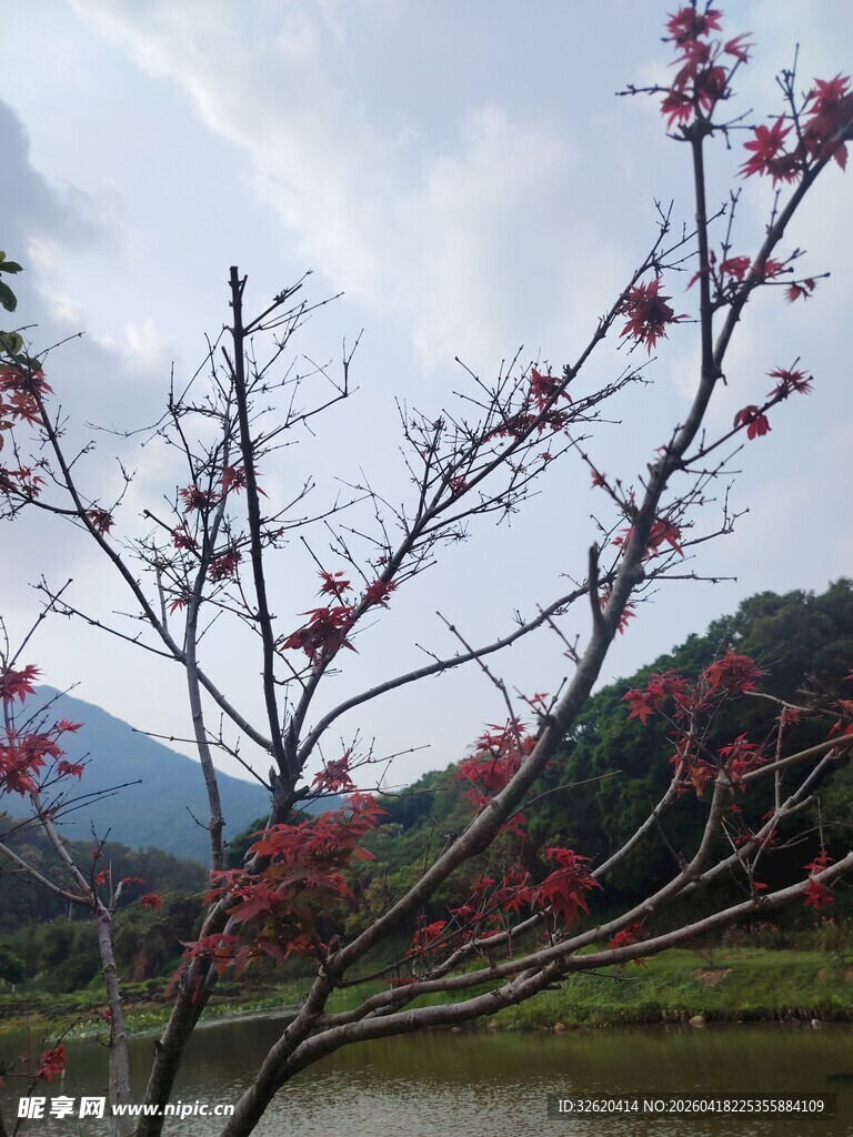 湖畔红树枝桠绽芳华