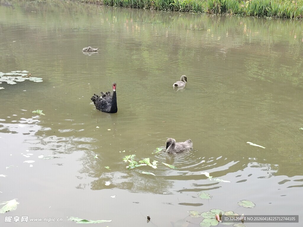 池塘中戏水的鸭子