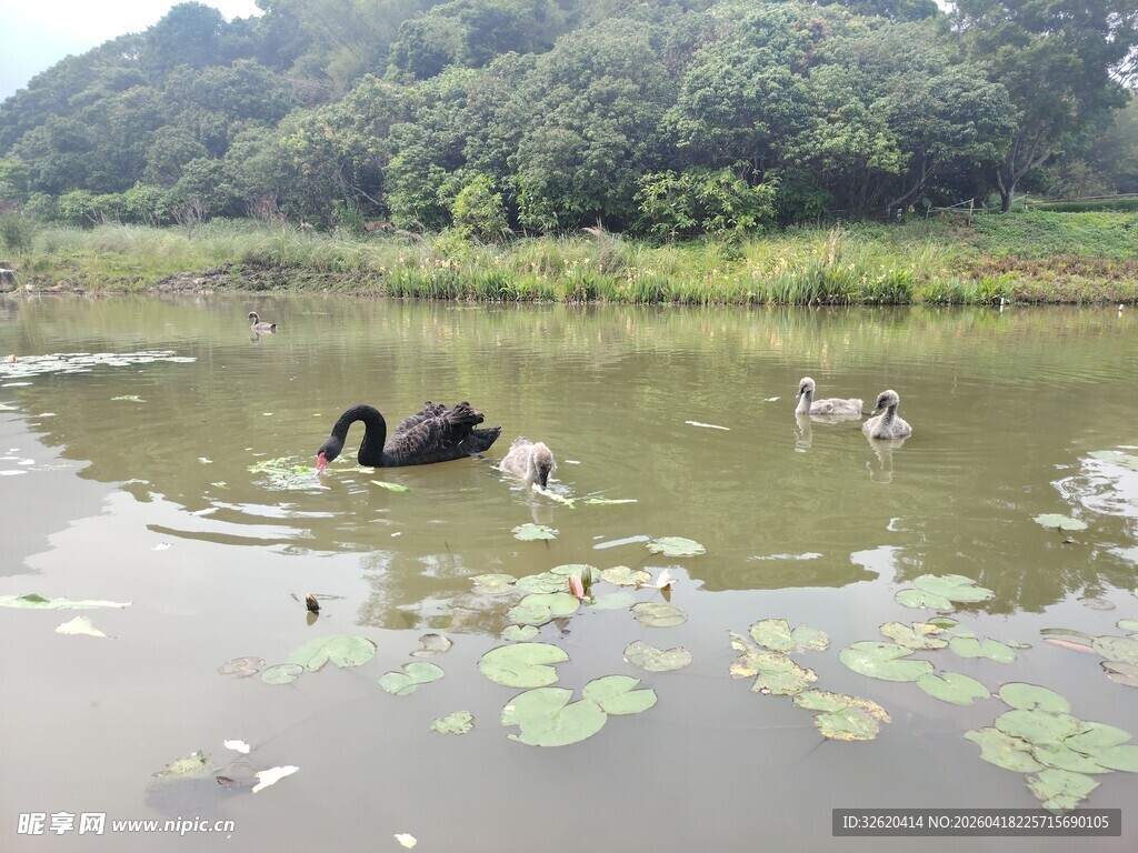 池塘中悠游的黑天鹅