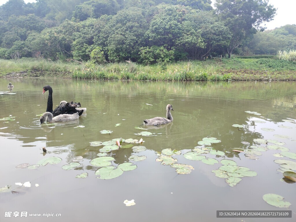 湖中游弋的黑天鹅与野鸭