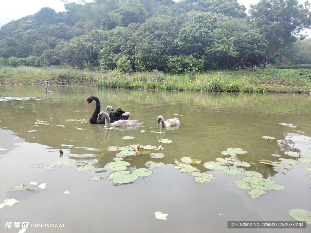 湖中游弋的黑天鹅与幼崽