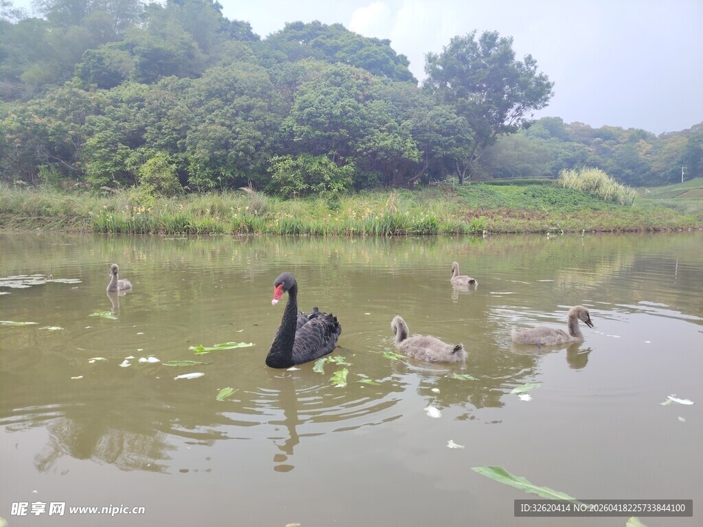 池塘中优雅的黑天鹅