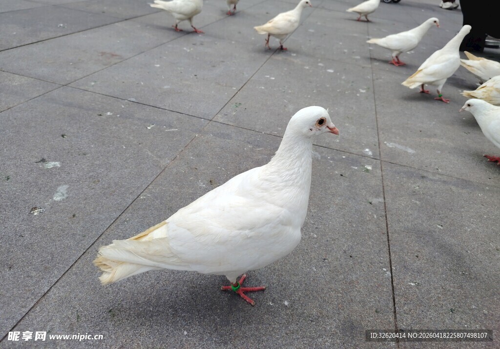 广场上的白鸽