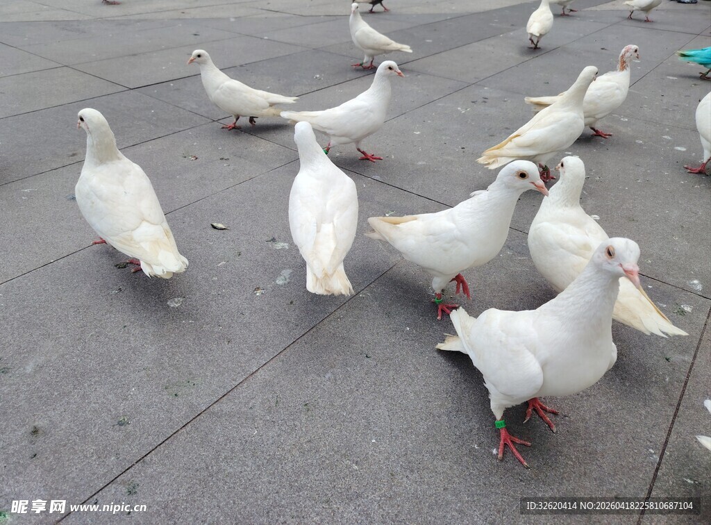 地面上的一群白鸽