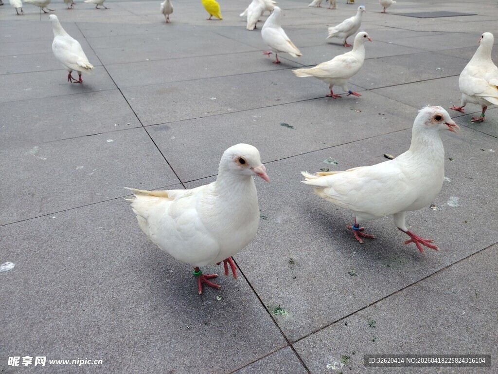 广场上的一群白鸽子