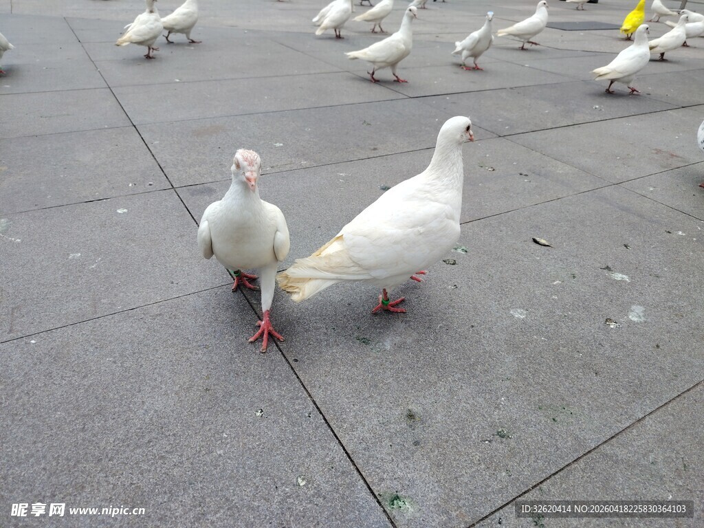 广场上的白鸽