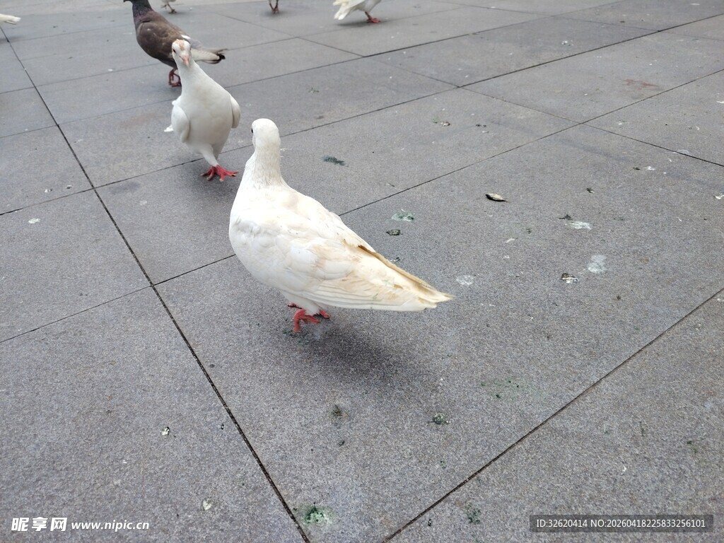 广场上漫步的几只白鸽