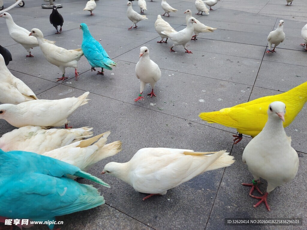 多彩鸽子聚集地面