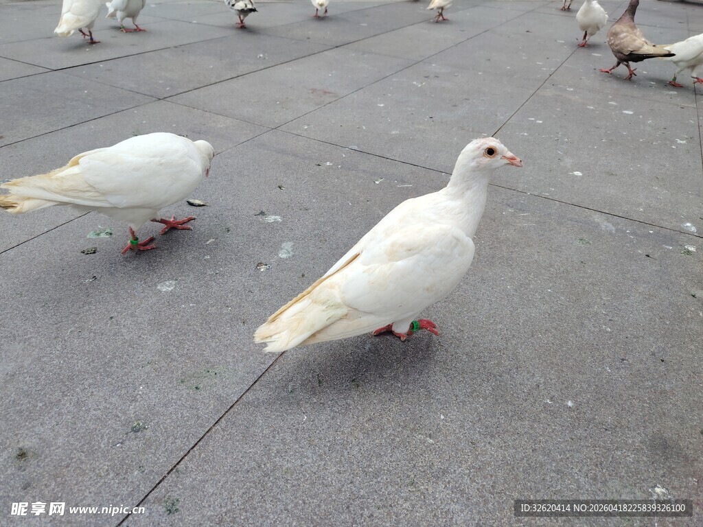 广场上的白鸽
