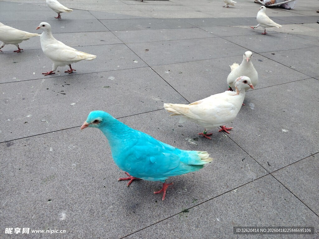 蓝羽白鸽漫步于广场