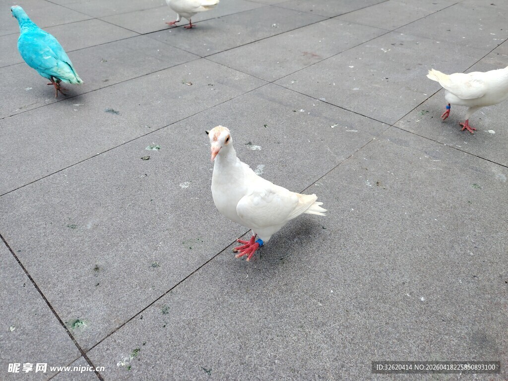 广场上的几只彩色鸽子