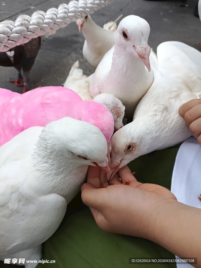 手喂白鸽