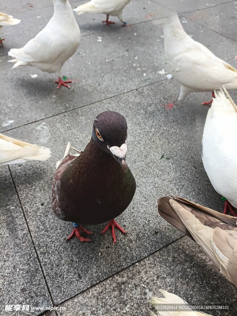 地面上的一群鸽子