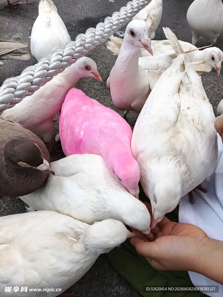 手喂鸽子的温馨瞬间