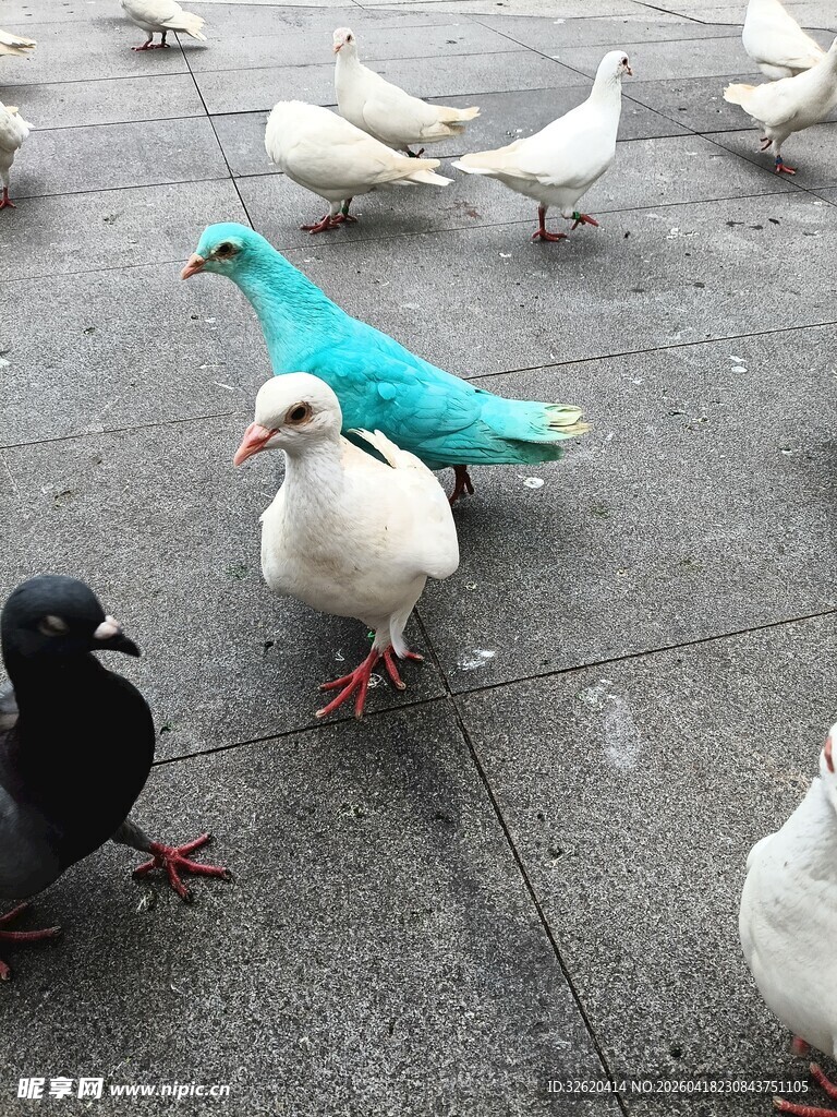 多彩鸽子聚集地面