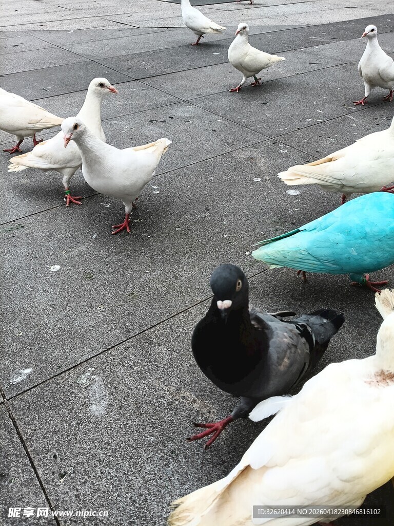 广场上的多彩鸽子群