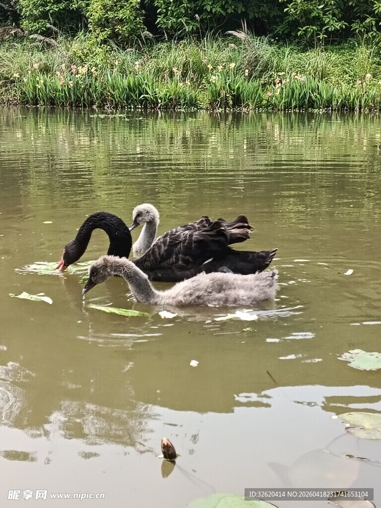 黑天鹅在水中优雅游动