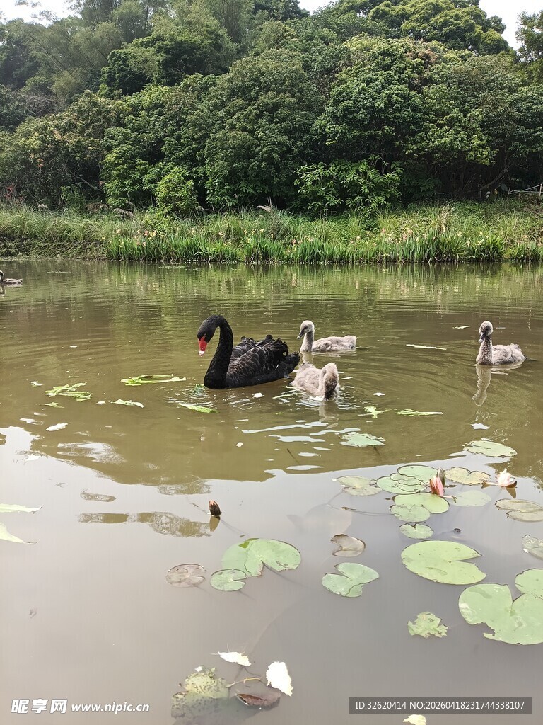 湖畔黑天鹅与野鸭共游