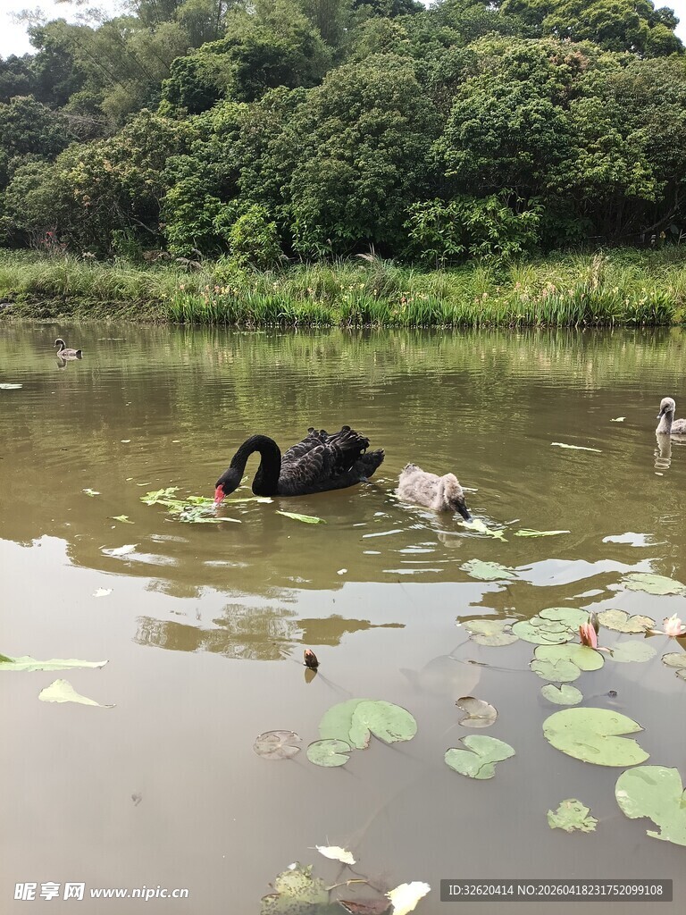 湖面上的黑天鹅与水鸟