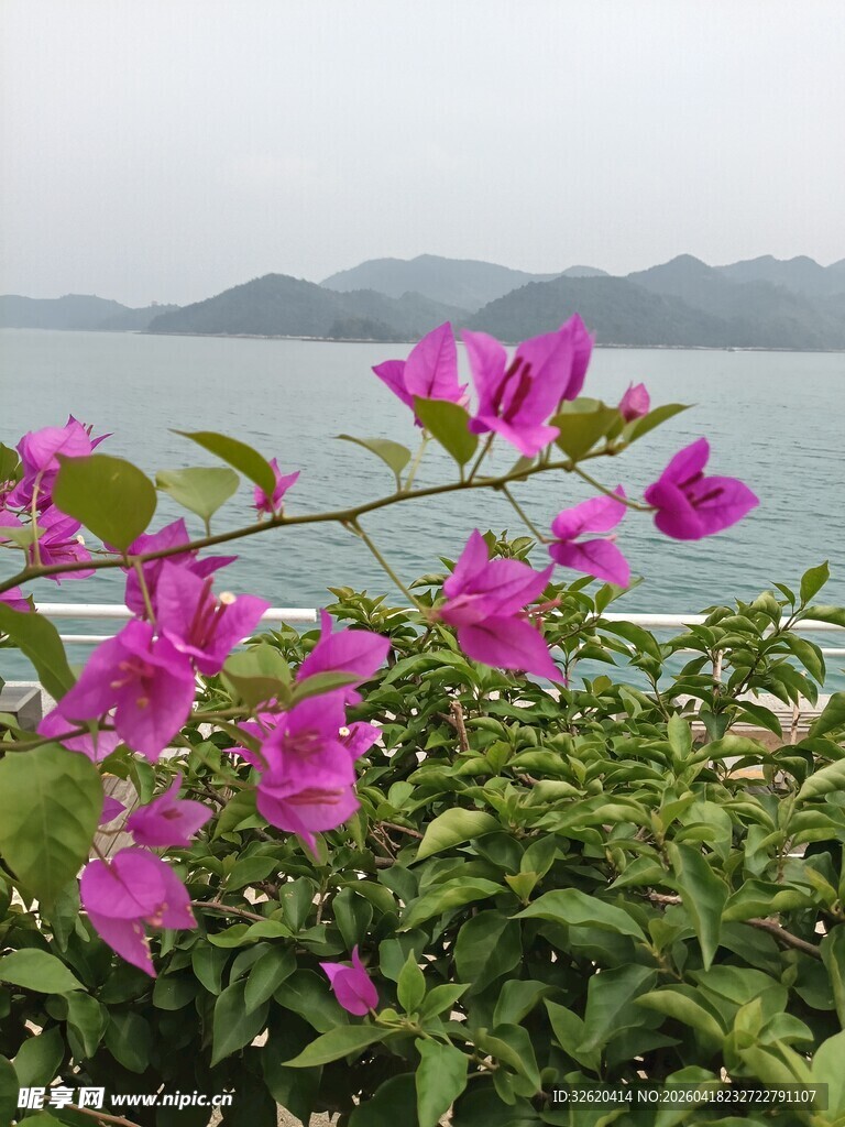 湖畔绽放的娇艳三角梅