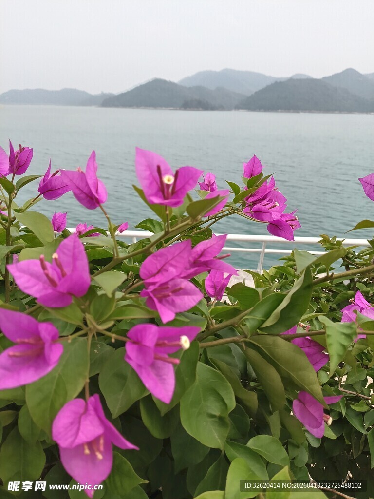 海边绽放的艳丽三角梅