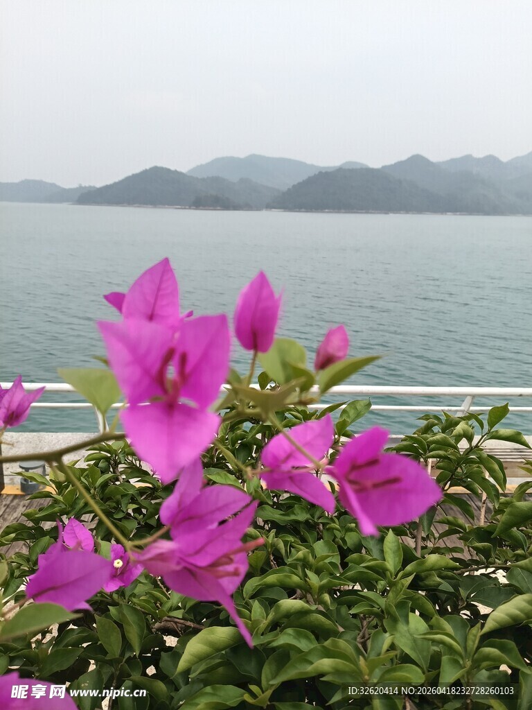 海边绽放的艳丽三角梅