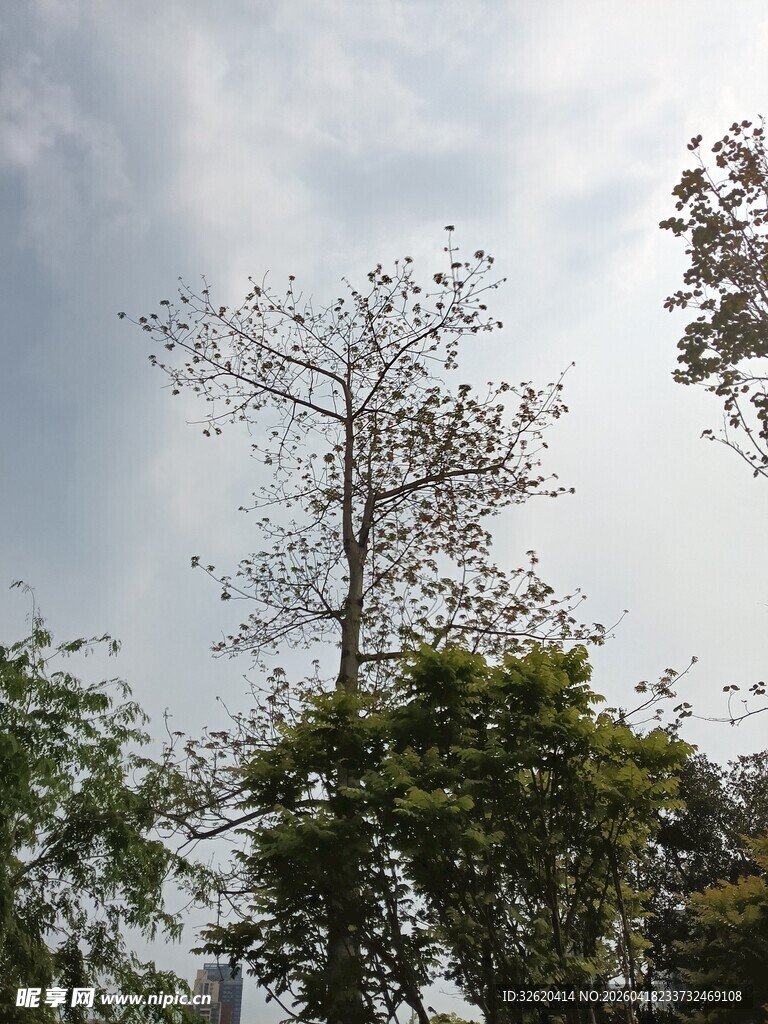 蓝天绿树间的挺拔树木