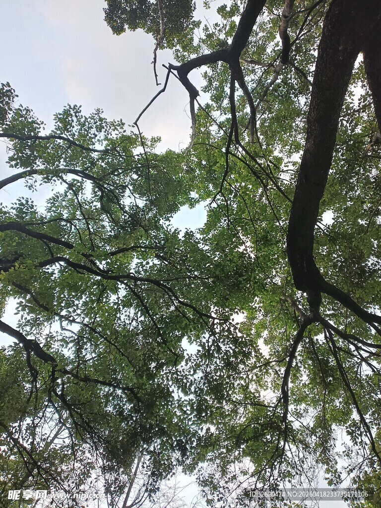 仰视繁茂树枝与天空