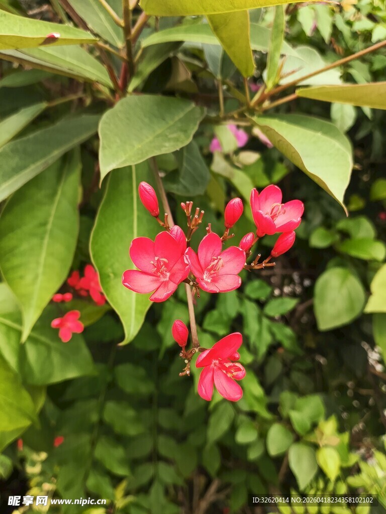 娇艳红花伴绿叶