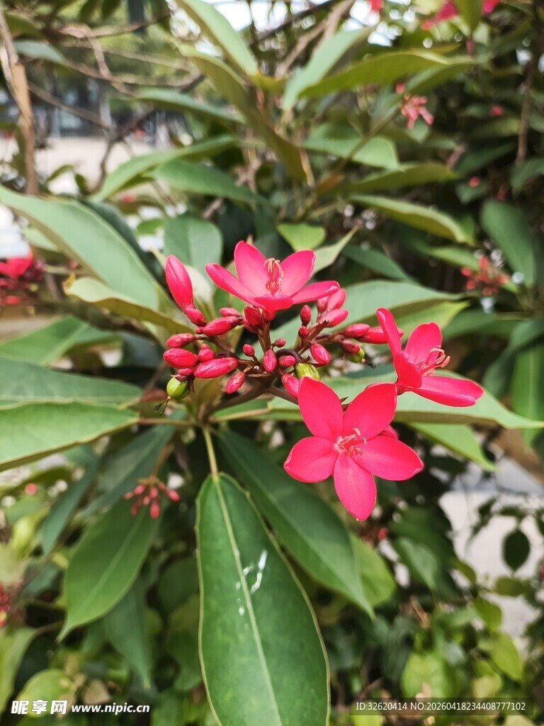 娇艳红花朵与翠绿叶片