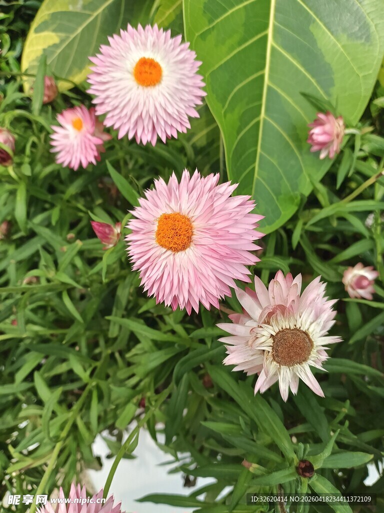 粉色雏菊绽放绿叶间