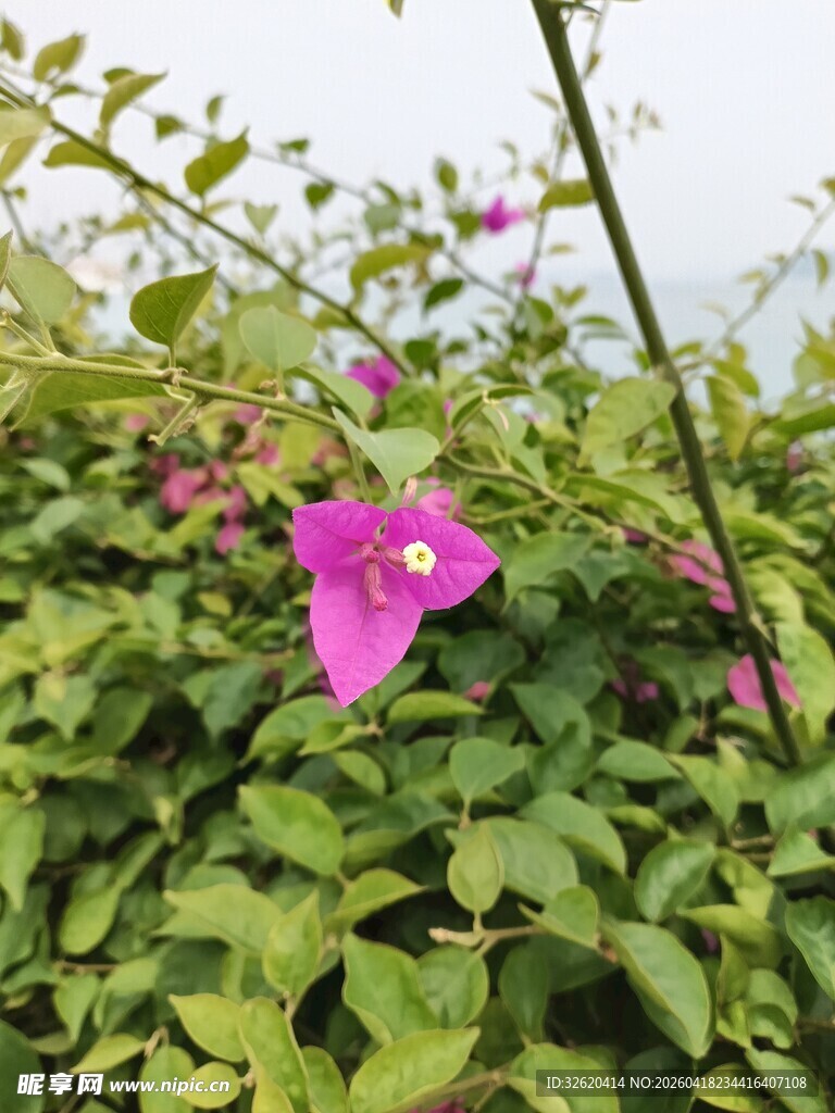 绿叶丛中绽放的娇艳粉花