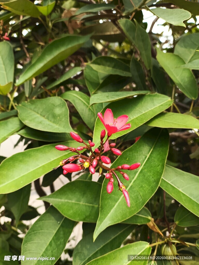 绿叶间的娇艳红花