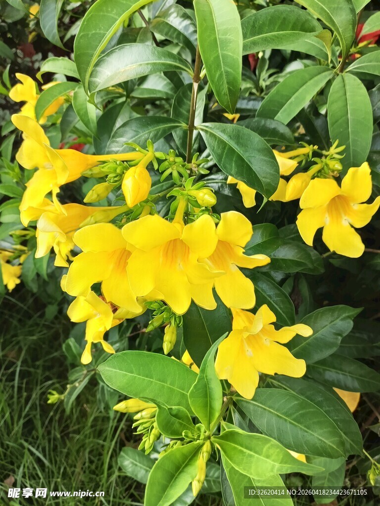 金黄灿烂的花卉绽放