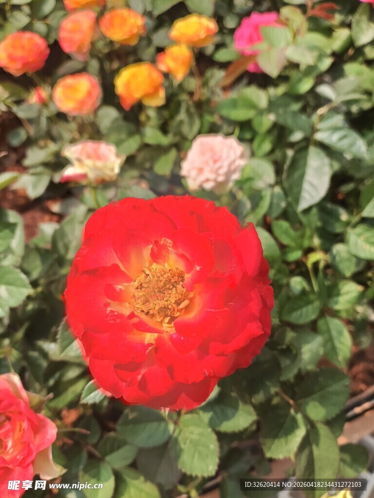 娇艳红玫瑰绽放花丛中