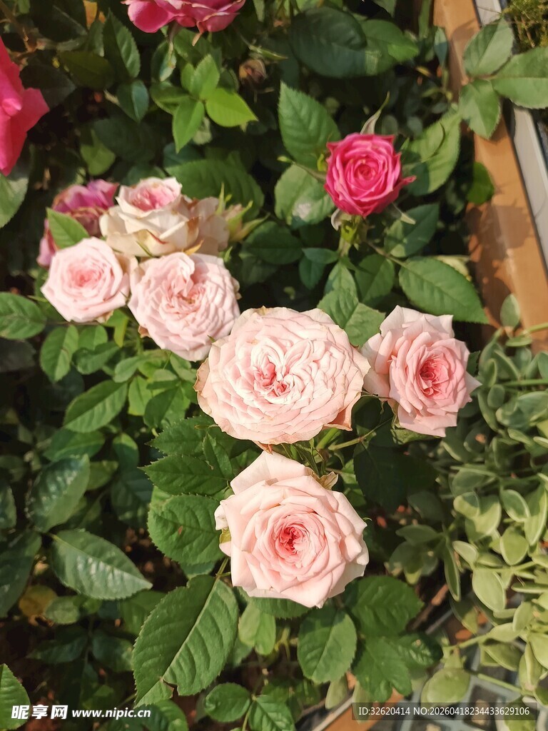 娇艳盛放的多彩玫瑰花