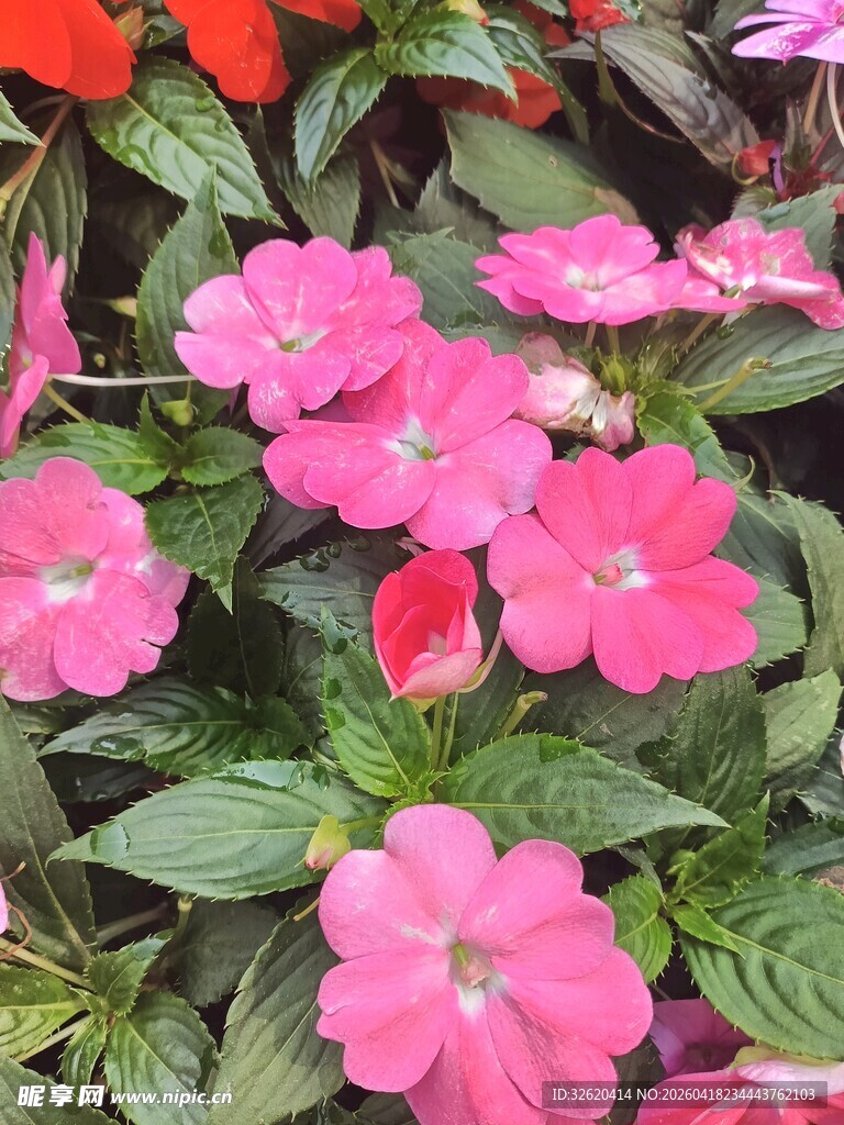 娇艳粉色凤仙花绽放