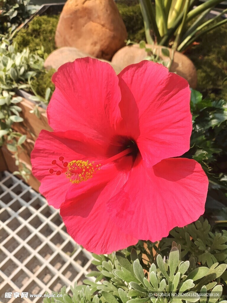 娇艳朱槿花绽放