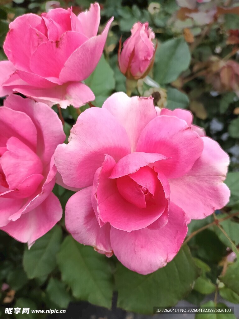 娇艳粉色月季花