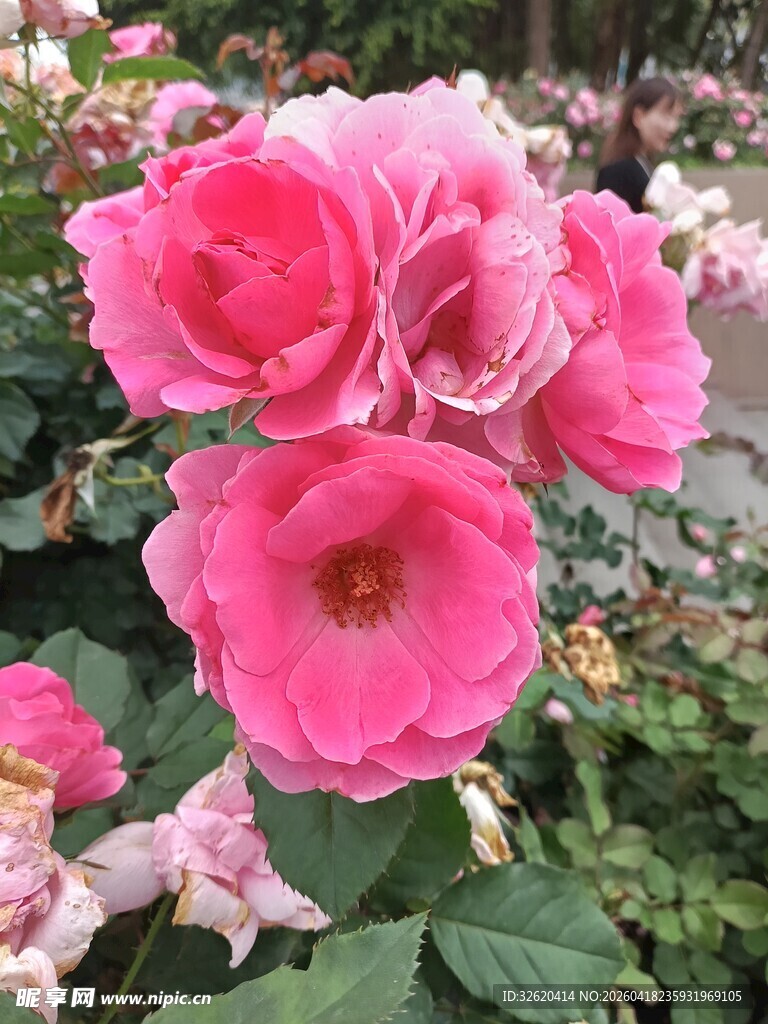 娇艳粉色月季花绽放