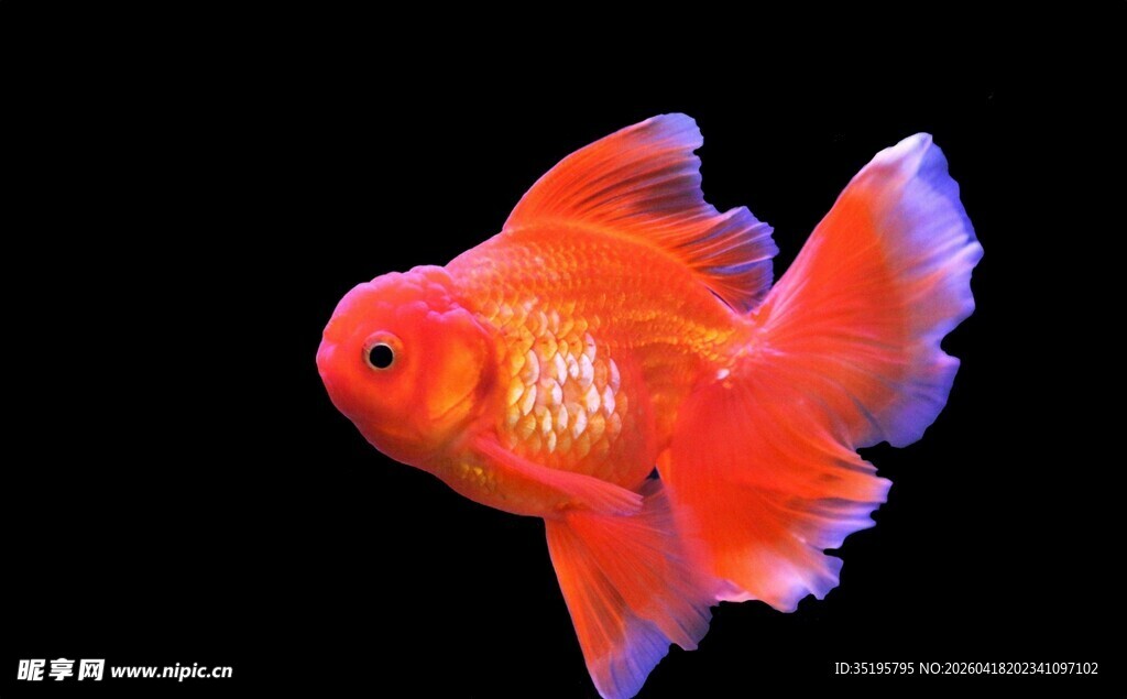 艳丽红金鱼灵动水中精灵