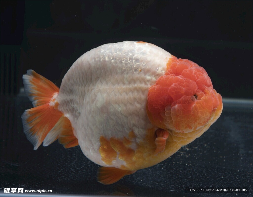 可爱虎头金鱼特写